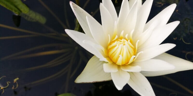 witte lotus