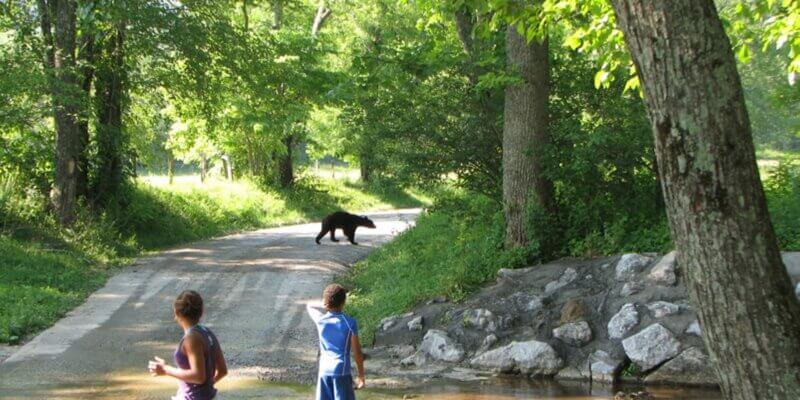 er loopt een beer op de weg
