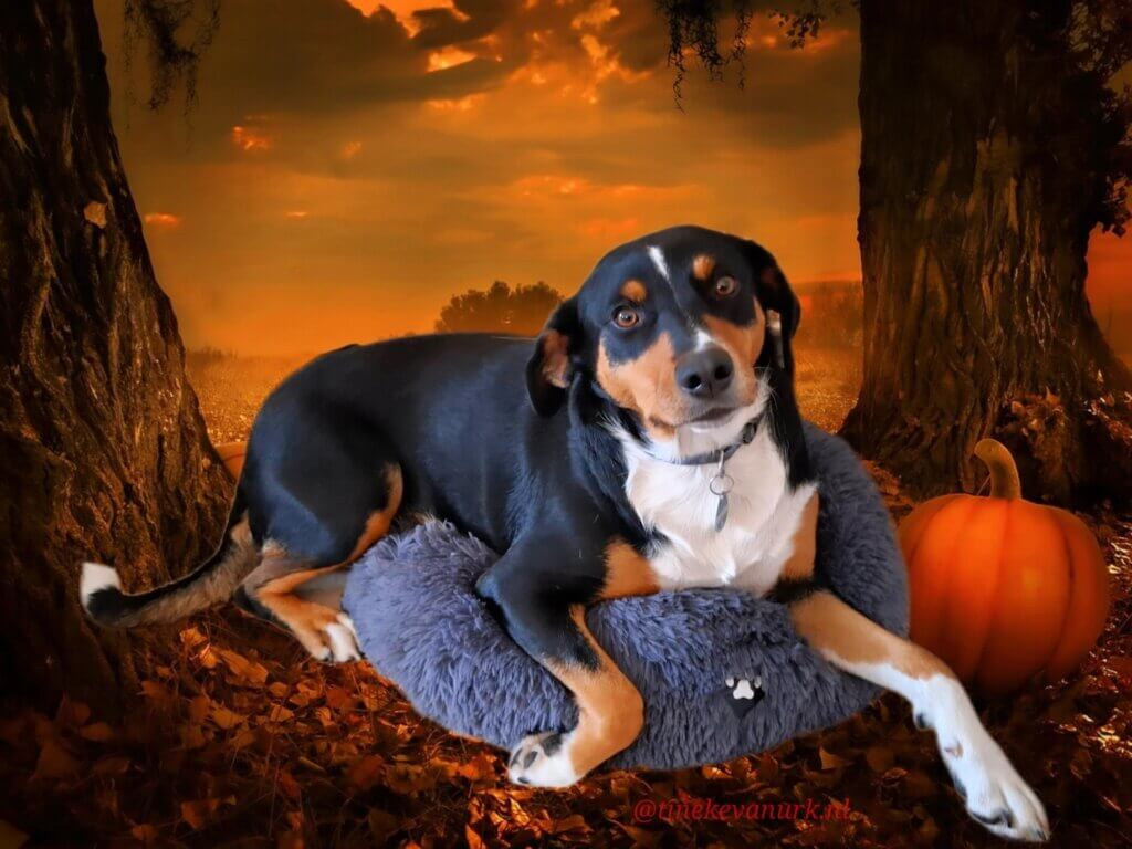 Kyra-appensenner-sennenhond-Tineke-van-Urk