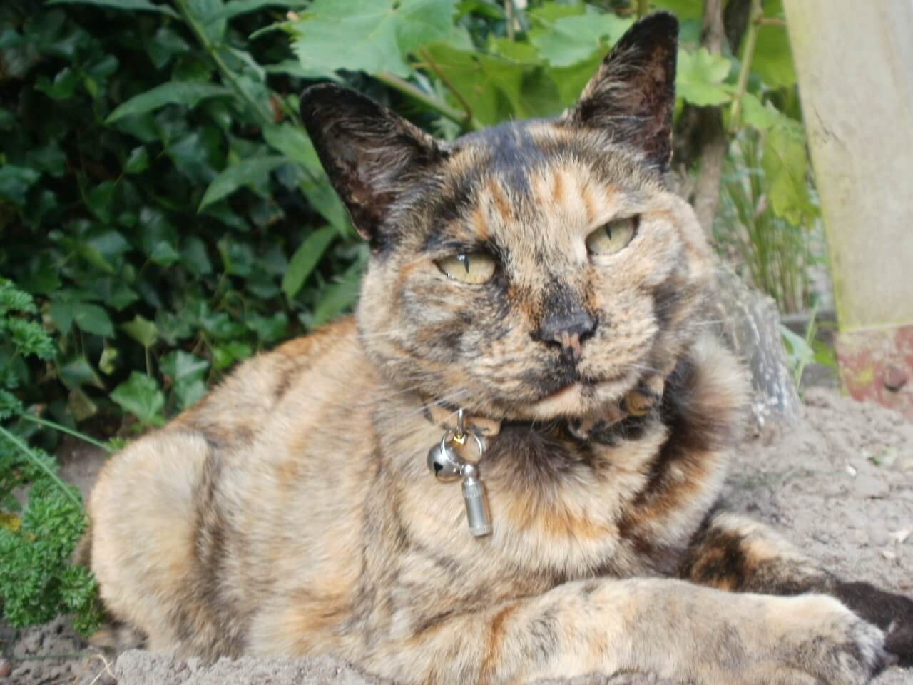 Als het aan de kat lag - Tineke van Urk