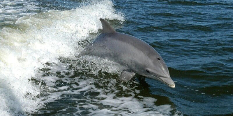 communiceren met dolfijnen