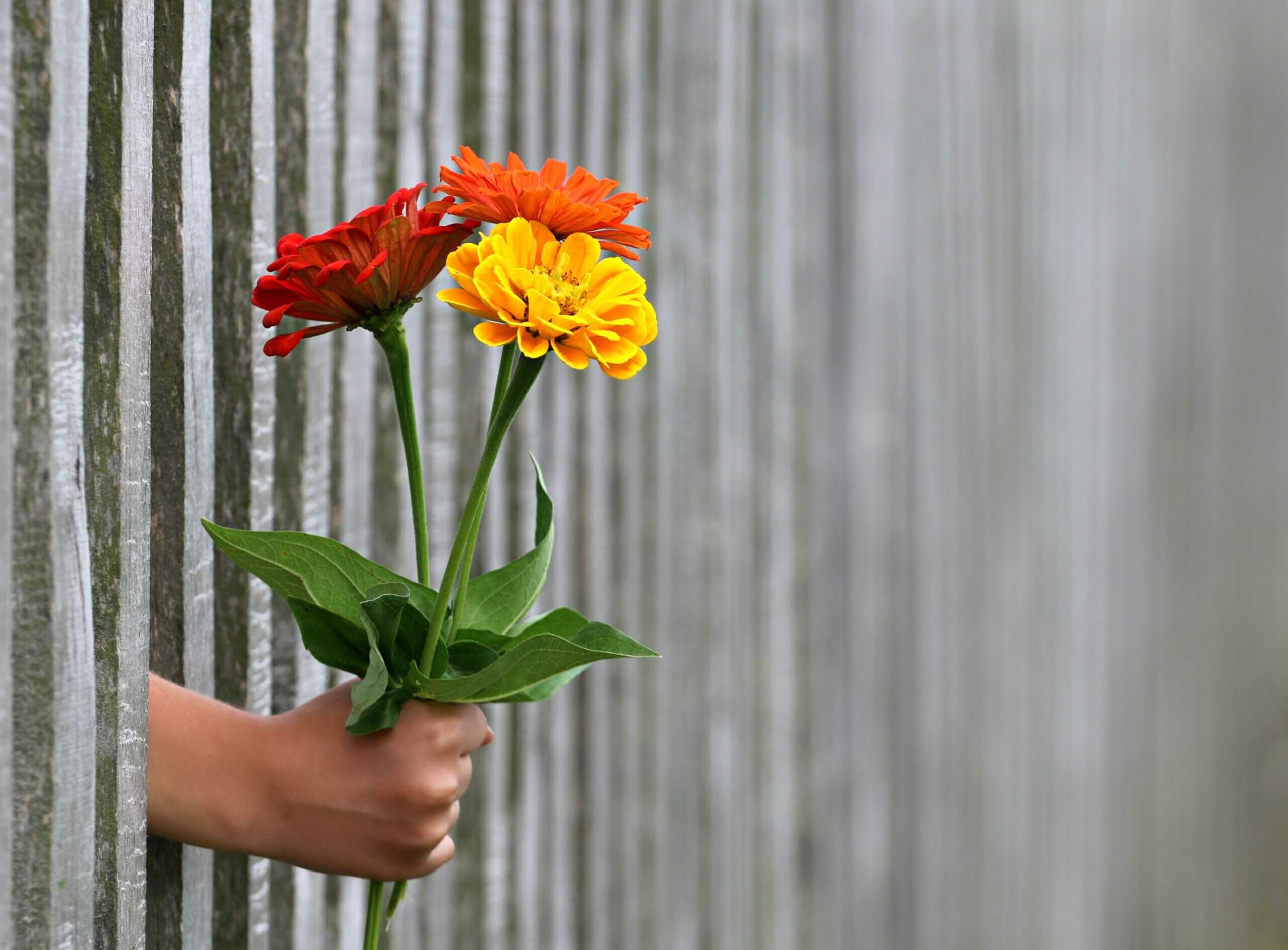 Hand met Bloemen door een hek heen