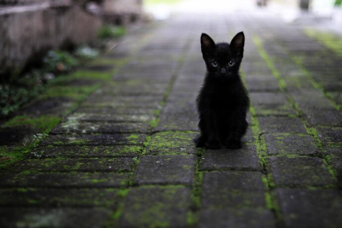Stille krachten zwarte kat